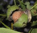 Juglans regia